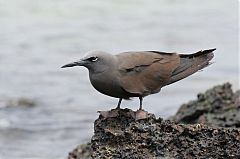 Brown Noddy